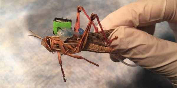 등에 센서를 장착한 실험 메뚜기 (사진=세인트루이스 워싱턴대학 바라니다란 라만)
