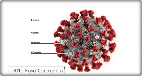 신종코로나바이러스(2019-nCoV)의 초미세구조 형태 일러스트