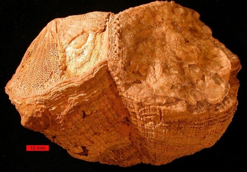 UAE 알-하자르산에서 발굴된 루디스트 조개 화석 [Mark A. Wilson 제공, 퍼블릭 도메인]