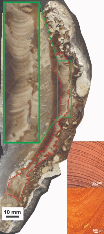 T.산케지 성장띠오른쪽 박스는 조개껍데기의 성장띠가 잘 보존된 부분을 확대한 이미지. 녹색박스는 성장띠 조각의 현미경 이미지를 보여준다. [AGU 제공]