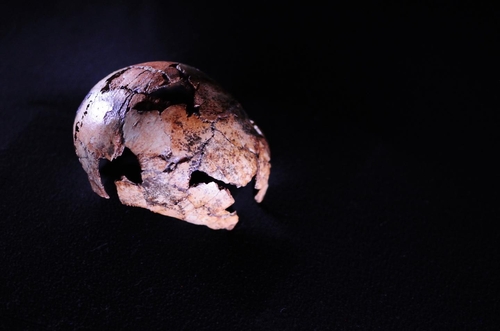 약 200만년 전 H.에렉투스 두개골[Therese van Wyk, University of Johannesburg 제공/ 재판매 및 DB 금지]