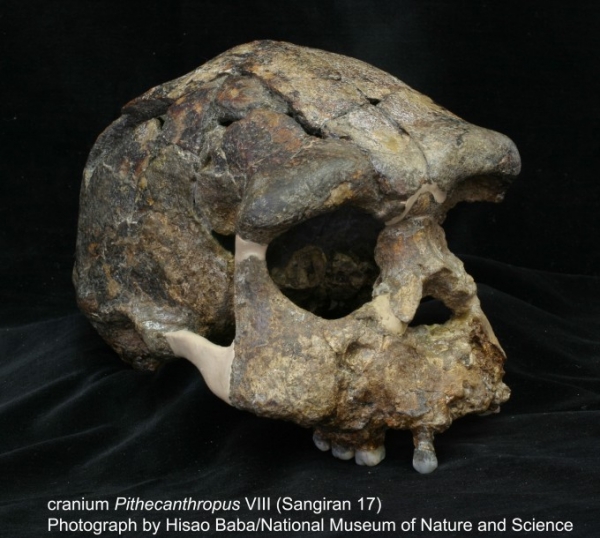인도네시아 자바섬 상기란에서 발굴된 가장 완벽한 형태의 호모 에렉투스 두개골 화석