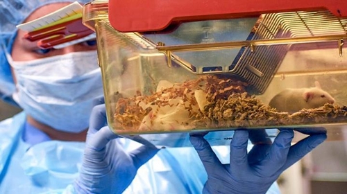 무균 생쥐를 살펴보는 연구원[ULAM Germ-Free Mouse Facility 제공]