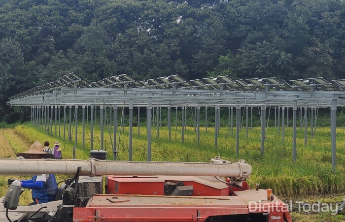 콤바인이 영농형태양광 발전소가 설치된 하부 농지에서 추수 작업을 진행하고 있다 [사진: 디지털투데이]