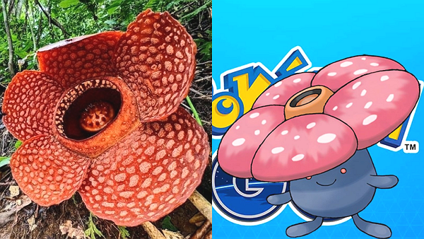 라플레시아 (왼), 포켓몬스터 라플레시아 (오) [사진: 엑스, 포켓몬 고]