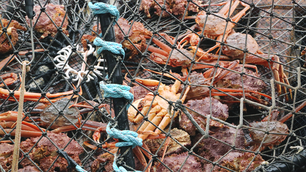 북극 수면 상승으로 알래스카 인근 대게 수십억마리가 아사했다는 가능성이 높은 연구 결과가 나왔다 [사진: 셔터스톡]