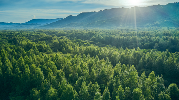 지구에 남아있는 숲을 복원하고 보호하면 매년 5만개의 발전소에서 내뿜는 탄소를 흡수할 수 있다는 연구 결과가 나왔다 [사진: 셔터스톡]