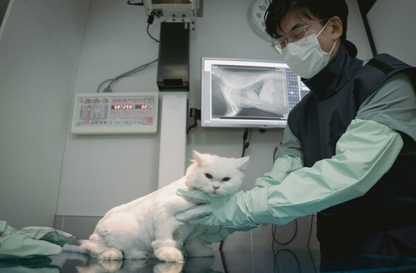 엑스칼리버 진단범위가 개에서 고양이로 확대된다 [사진: SKT]