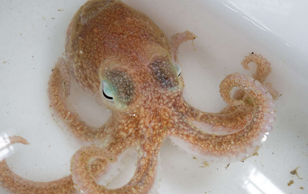 연구팀은 남극해 빙하 붕괴의 근거로 남극에 서식하는 투르켓 문어의 DNA를 제시했다. [사진: 하버드대]