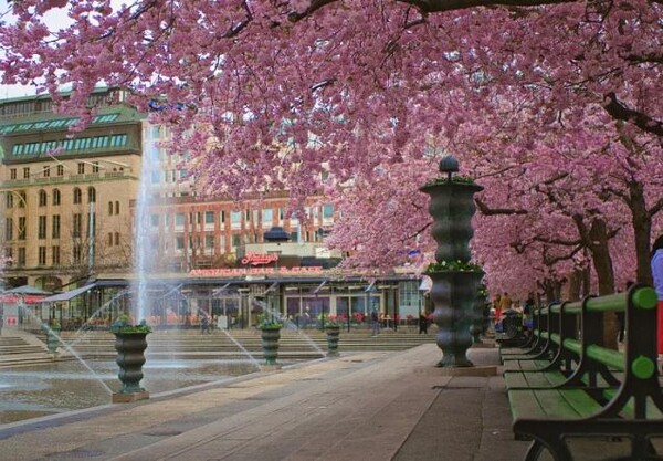 매년 코펜하겐에서 이틀간 열리는 벚꽃 축제는 도시의 시그니처 명소로 꼽히는 인어공주 동상이 있는 랑젤리니 공원에서 열린다. [사진: 유로뉴스]