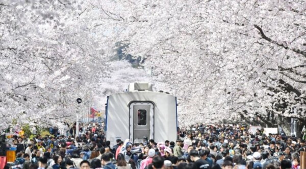 2024년 3월 22일, 오늘 오후 7시 반 국내 대표 벚꽃 명소 중 하나로 꼽히는 경남 창원시 진해구 진해공설운동장에서 '군항제' 개막을 알리는 전야제가 열린다. [사진: 창원시 제공]