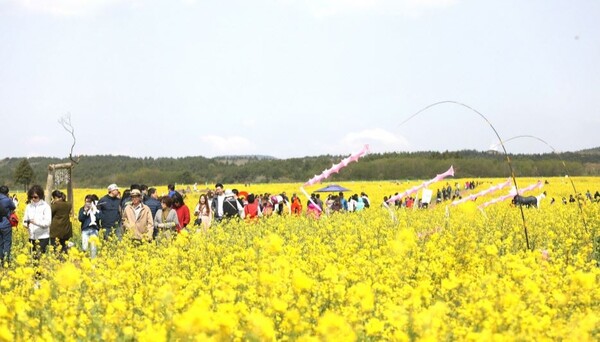 '2024 서귀포유채꽃축제' 개막식이 오는 30일 조랑말체험공원 일대에서 열린다. [사진: 한국관광공사]