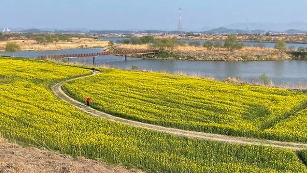 전남 나주 영산강은 샛노란 봄을 자랑한다. [사진: 나주시청]
