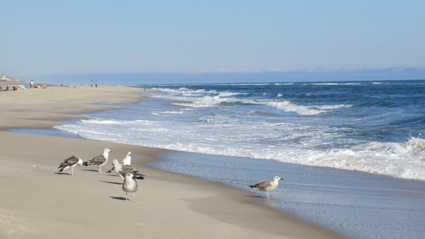 미국 뉴욕 롱아일랜드 쿠퍼스 해변 [사진: 셔터스톡]
