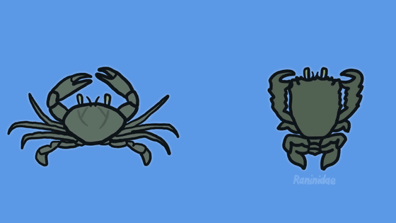 닭게(오른쪽)는 모래 속을 파고들기 위해 몸통이 길게 진화했다. [사진: 미닛어스]