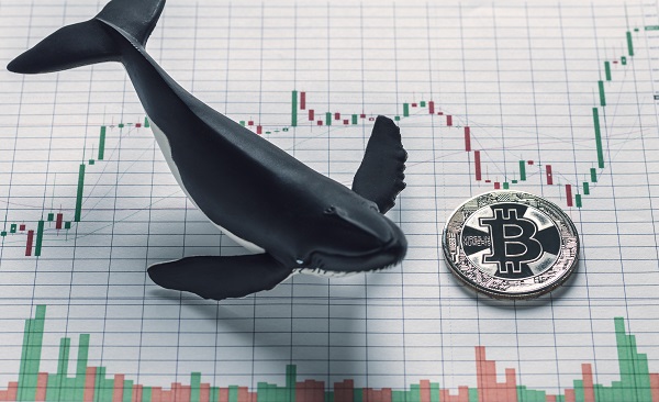 비트코인 고래 지갑, 1년간 3.5% 증가