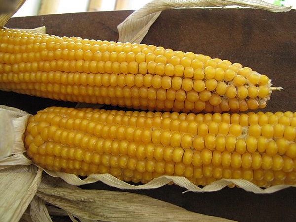 소화 속도가 지나치게 빠르거나 느린 경우, 영양 흡수와 대사 문제를 일으킬 수 있다.  [사진: 위키미디어]