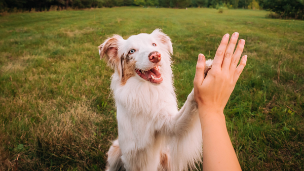 반려견 [사진: 셔터스톡]