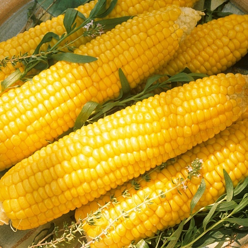 산해직송 국내산 초당옥수수 노란옥수수 [사진: 산해직송]